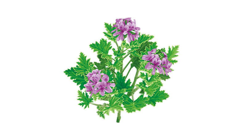 GERANIUM