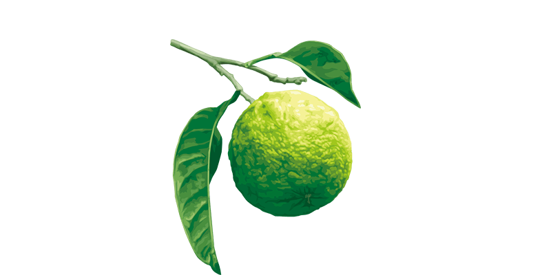 BERGAMOT